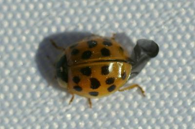 <i>Harmonia axyridis</i>