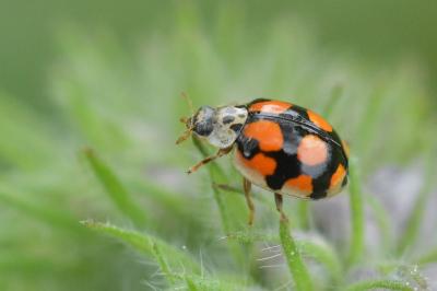 <i>Adalia decempunctata</i>
