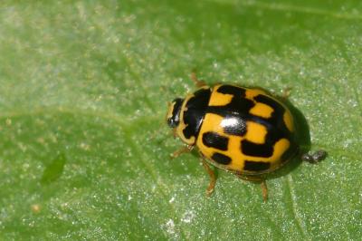 <i>Propylea quatuordecimpunctata</i>