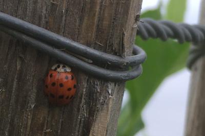 <i>Harmonia axyridis</i>
