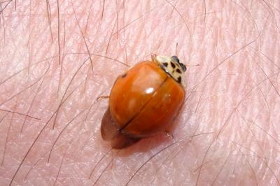 <i>Adalia decempunctata</i>