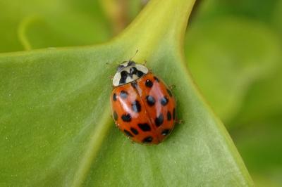 <i>Harmonia axyridis</i>