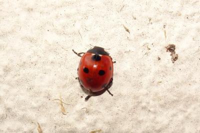 <i>Coccinella septempunctata</i>