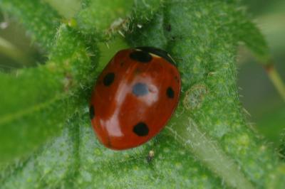 <i>Coccinella septempunctata</i>