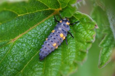 <i>Coccinella septempunctata</i>