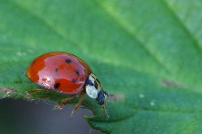 <i>Harmonia axyridis</i>
