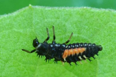 <i>Harmonia axyridis</i>