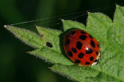 <i>Harmonia axyridis</i>