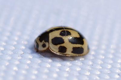 <i>Propylea quatuordecimpunctata</i>