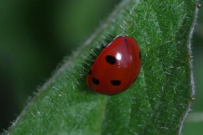 <i>Coccinella septempunctata</i>