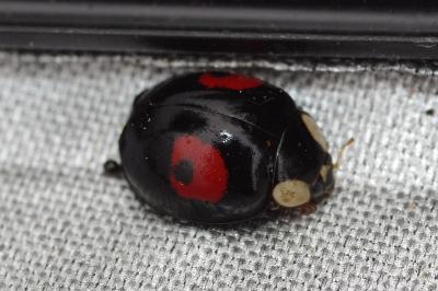 <i>Harmonia axyridis</i>