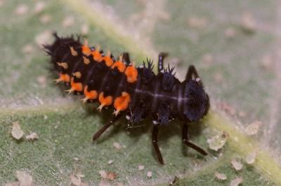 <i>Harmonia axyridis</i>