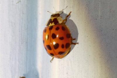 <i>Harmonia axyridis</i>