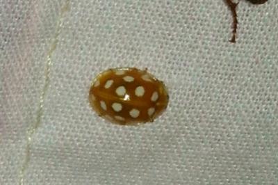 <i>Halyzia sedecimguttata</i>