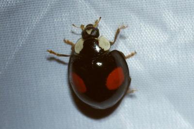 <i>Harmonia axyridis</i>