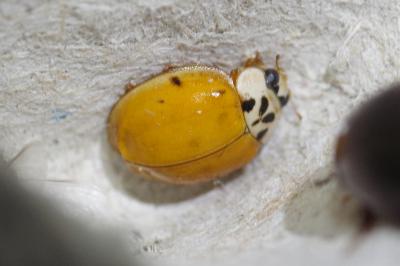 <i>Harmonia axyridis</i>