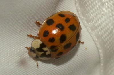<i>Harmonia axyridis</i>