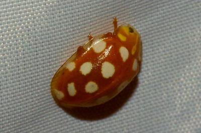 <i>Halyzia sedecimguttata</i>