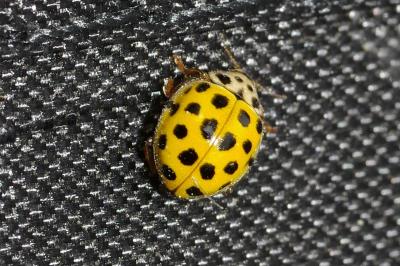 <i>Psyllobora vigintiduopunctata</i>