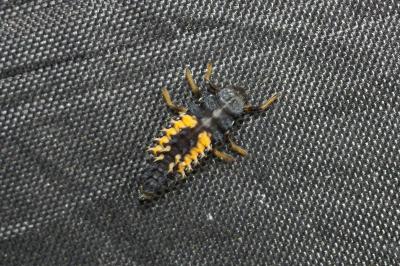 <i>Harmonia axyridis</i>