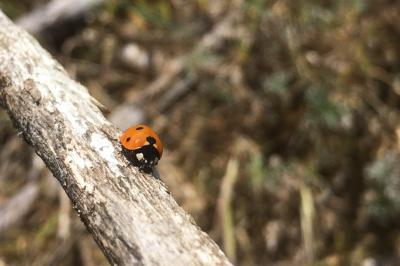 <i>Coccinella septempunctata</i>