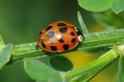 <i>Harmonia axyridis</i>