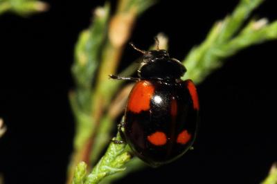 <i>Adalia bipunctata</i>