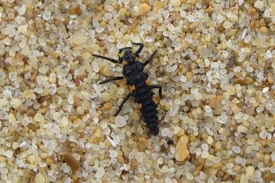 <i>Coccinella septempunctata</i>