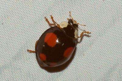 <i>Harmonia axyridis</i>