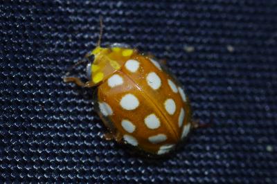 <i>Halyzia sedecimguttata</i>