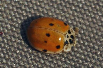 <i>Adalia decempunctata</i>