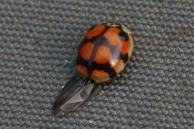 <i>Adalia decempunctata</i>