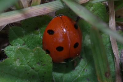 <i>Coccinella septempunctata</i>