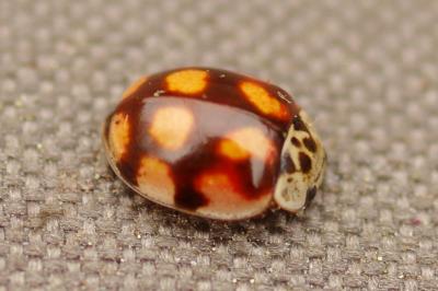 <i>Adalia decempunctata</i>