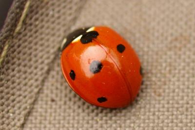 <i>Coccinella septempunctata</i>