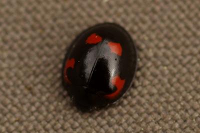 <i>Exochomus quadripustulatus</i>