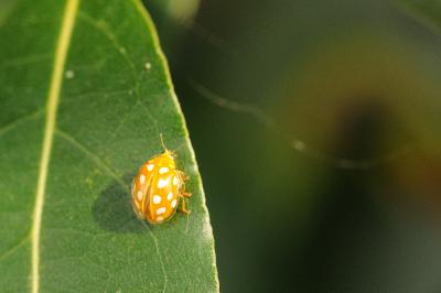 <i>Halyzia sedecimguttata</i>