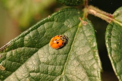 <i>Adalia decempunctata</i>