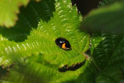 <i>Adalia decempunctata</i>