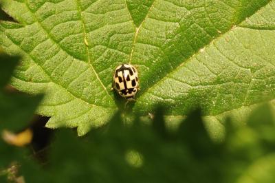 <i>Propylea quatuordecimpunctata</i>