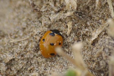 <i>Coccinella septempunctata</i>
