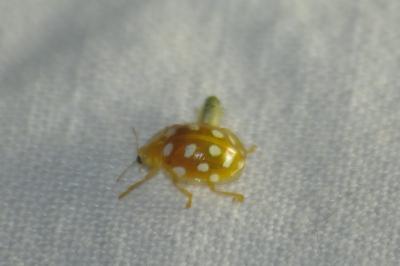 <i>Halyzia sedecimguttata</i>