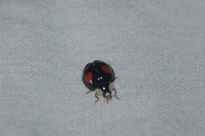 <i>Harmonia axyridis</i>