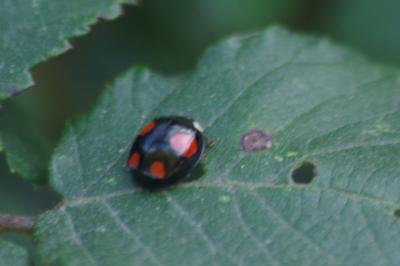 <i>Harmonia axyridis</i>
