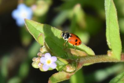 <i>Hippodamia variegata</i>