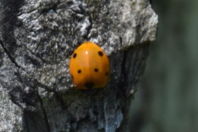 <i>Coccinella septempunctata</i>