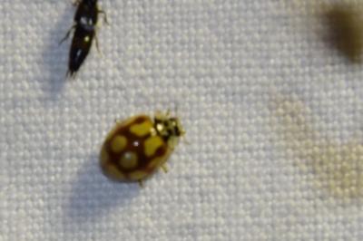 <i>Adalia decempunctata</i>