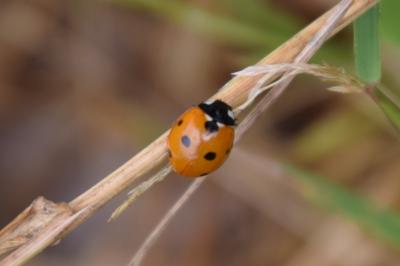 <i>Coccinella septempunctata</i>