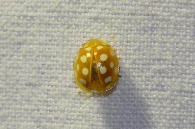 <i>Halyzia sedecimguttata</i>