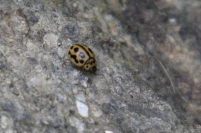<i>Tytthaspis sedecimpunctata</i>